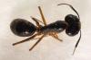 Camponotus sp.